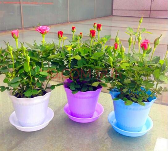 花卉剪枝的时间和方法