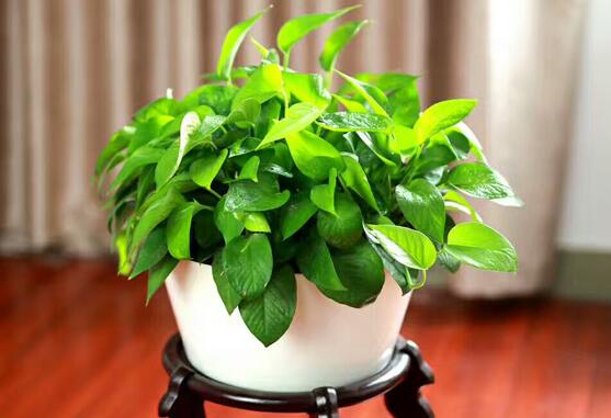 豆瓣绿夏季养护指南