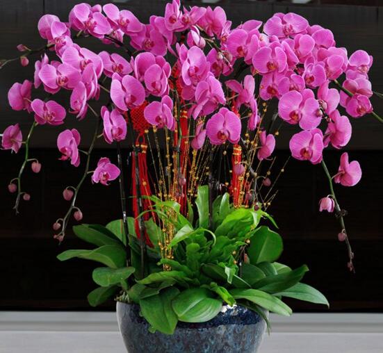 养花指南:初学者必备的技巧与知识