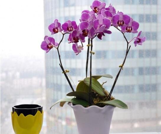 茶花养护技巧 {38365betcom
}