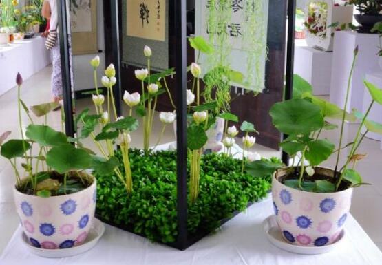 家里最旺财的五种花