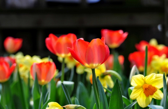 阳台花园设计:打造私密且迷人的户外空间