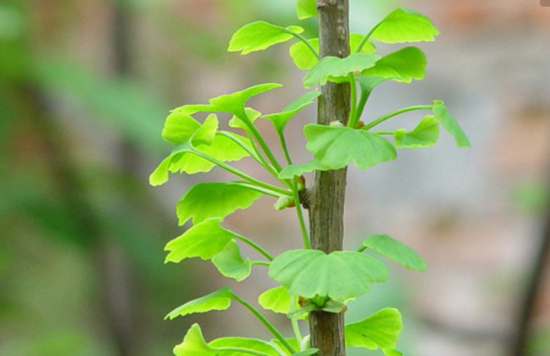 蒲公英的养护指南