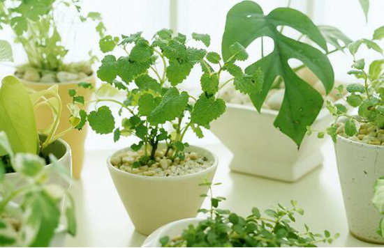 水仙花:永恒的优雅之花