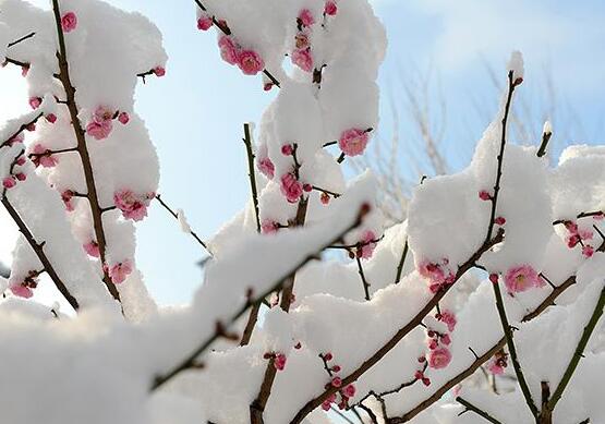 三角梅的养护技巧与方法