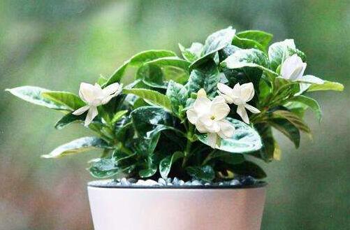 栀子花养护技巧推荐。