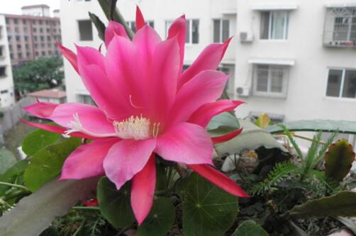 吊兰的养护指南