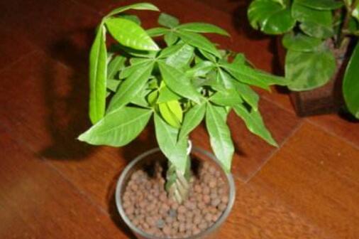 丽格海棠摘心后的养护与管理建议