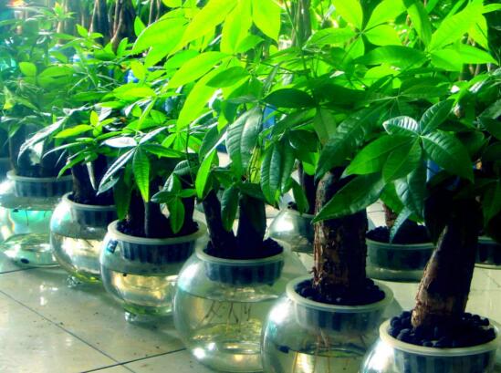 西瓜的养护要点与注意事项