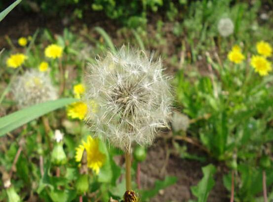 养花技巧分享:专家教你轻松打造花园天堂