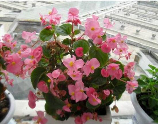 风信子种球的储藏方法详解