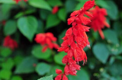 石斛兰常见病虫害及防治方法