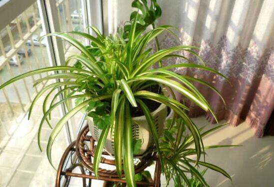 爱兰:高贵优雅的室内花卉之一