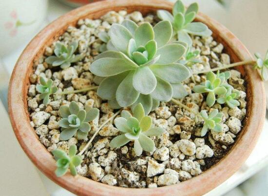 花卉在家居装饰中的美化功效