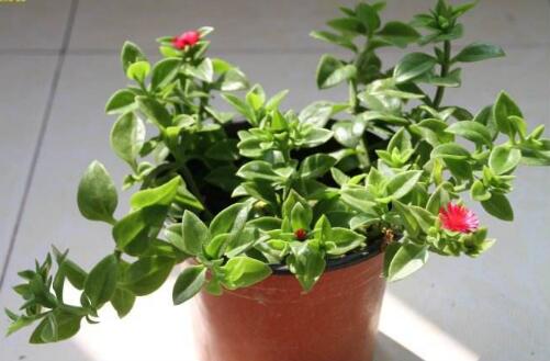 石蒜的养护指南