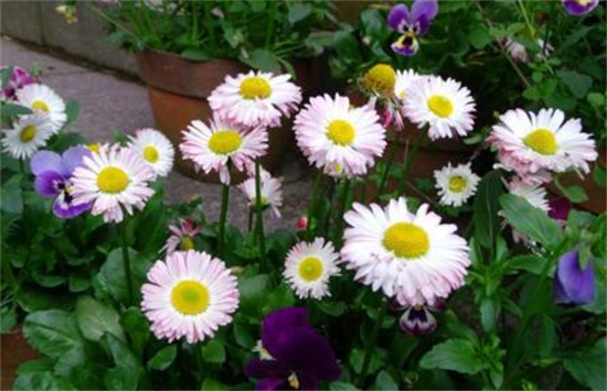 复色牡丹品种有哪些?