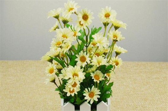 bet365365体育
的分类及养护方法