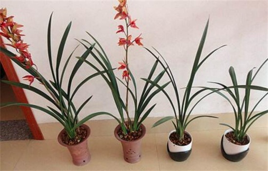 【告别送别】送花是最好的告别礼物,这背后的含义是什么?