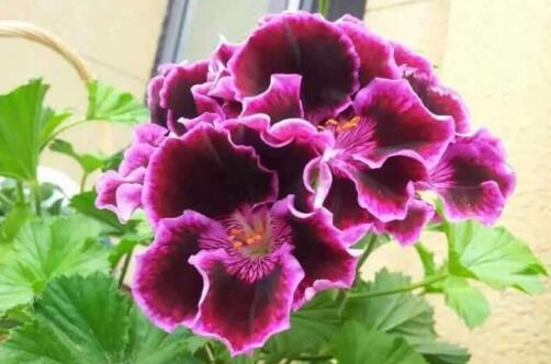 如何让月季在家中健康成长?