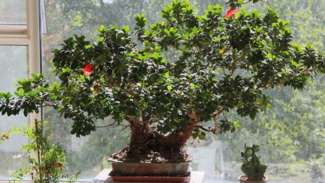 如何计算燕麦的播种量?