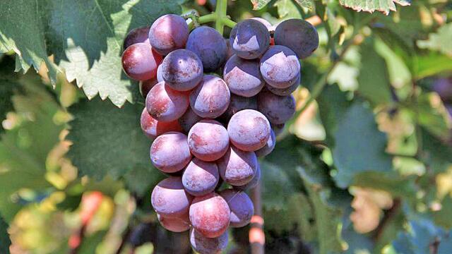 绣球花在广东的种植适宜性解析