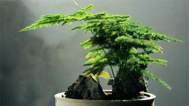 爱之蔓高压块茎繁殖法