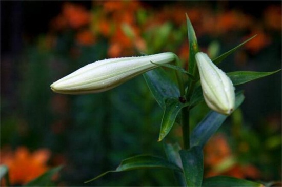 种下一盆茉莉花,让你的房间充满香气