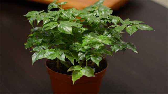 【婚礼必备】新娘手捧花的含义和选花技巧?