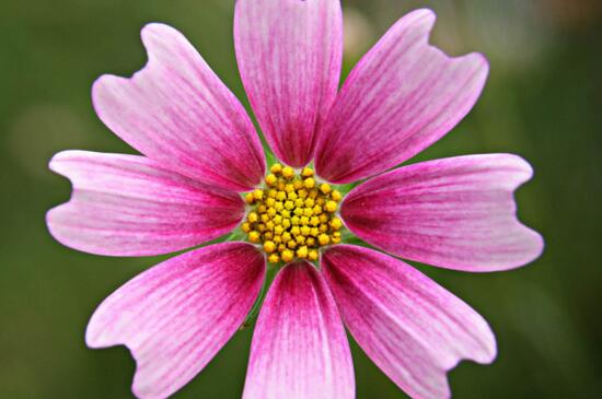 文竹的三种繁殖方法