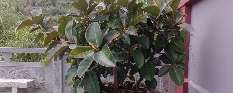 “防水土流失:3个常见的植物解决方案”