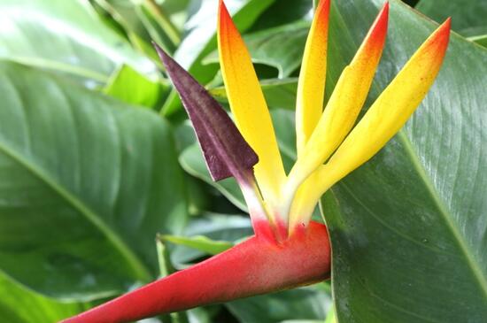 520情人节送什么花合适