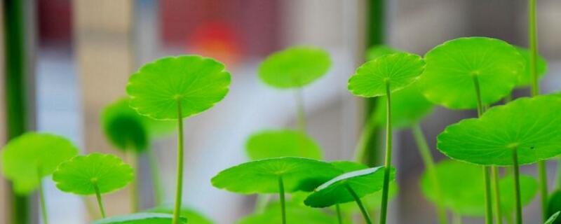 绯牡丹病虫害防治与常见问题解决