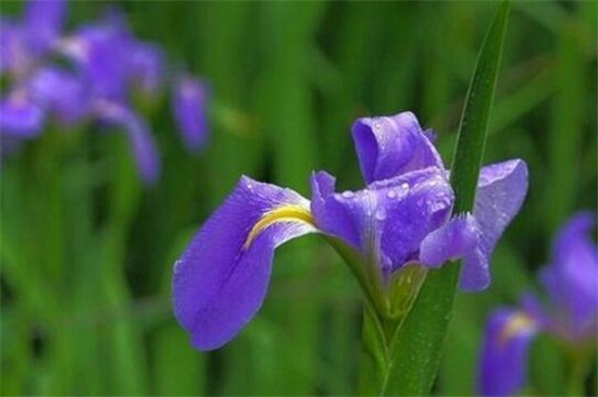 文竹的繁殖方法介绍