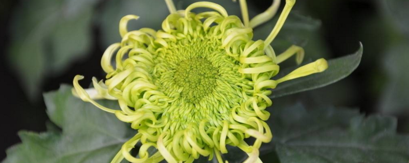 花卉在文化艺术中的表现形式