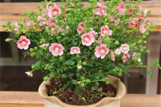 感受中华金叶榆的花语,享受自然之美!