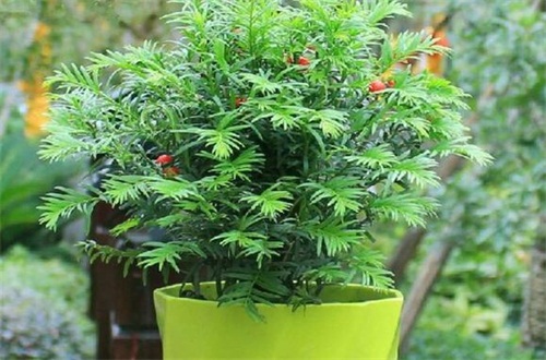 修剪方法:深度修剪、轻度修剪、清除枯黄叶子