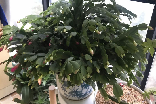 【餐桌花艺】如何在家中用鲜花打造美丽的餐桌装饰?