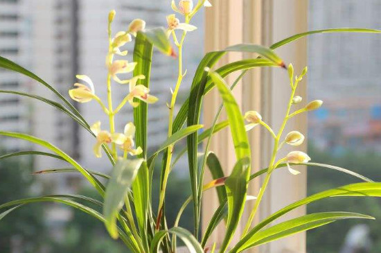 梅兰竹菊的品质和精神