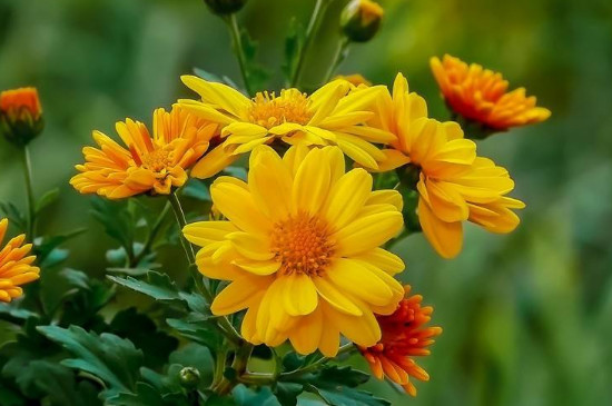 梅兰竹菊的品质和精神