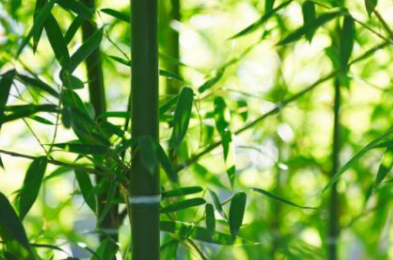 梅兰竹菊的品质和精神