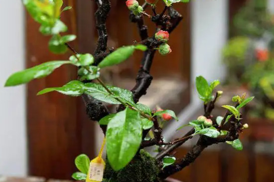 海棠花枝条太长怎样修剪