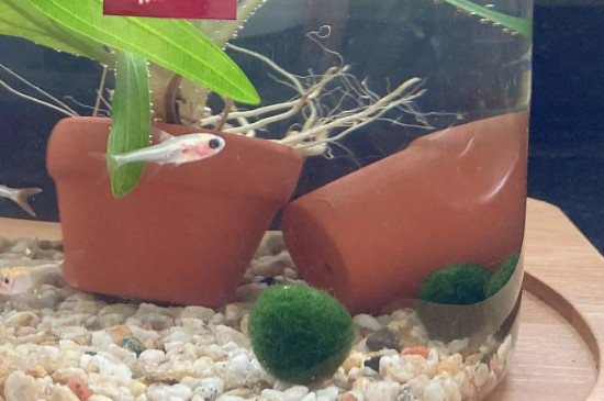 海藻球怎么变成2个