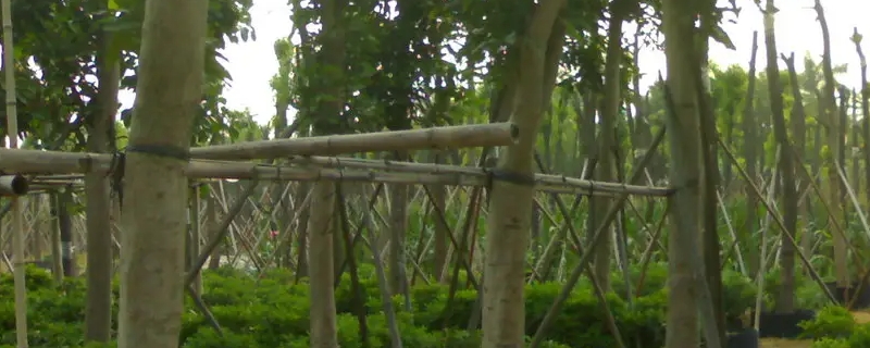 树木结构中具有保护作用的是