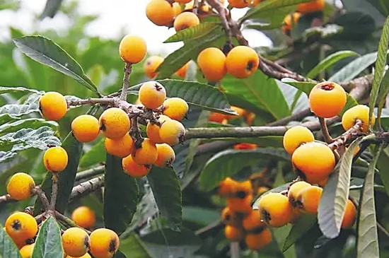适合庭院种植的果树