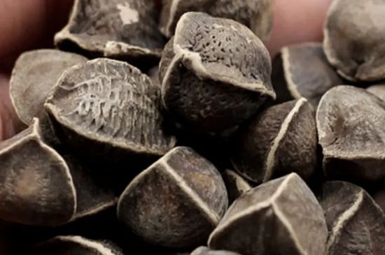 辣木籽几月份种植