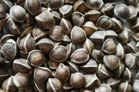 辣木籽几月份种植