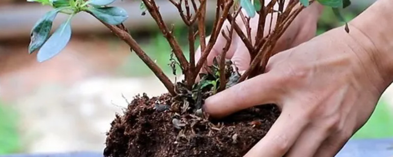 杜鹃花开花后花蔫了应如何处理