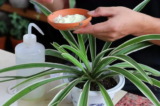 吊兰春天要全部剪掉吗