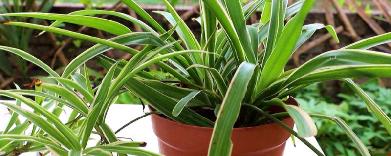 吊兰春天要全部剪掉吗