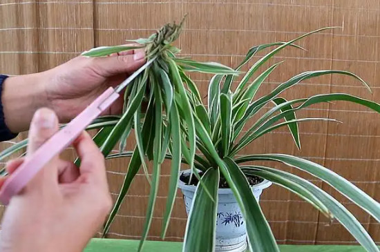 吊兰春天要全部剪掉吗